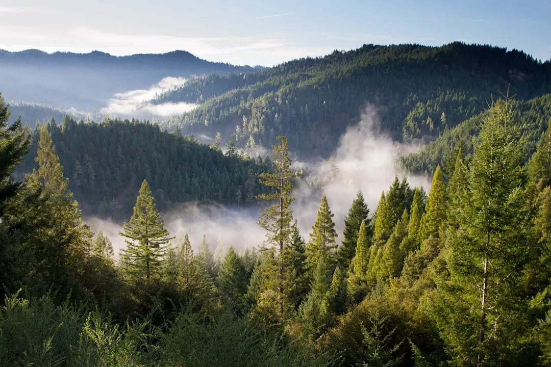 The Compounds in the Air Likely Nudge Your Body Before Your Mind “Settles” (Image Credits: Unsplash)