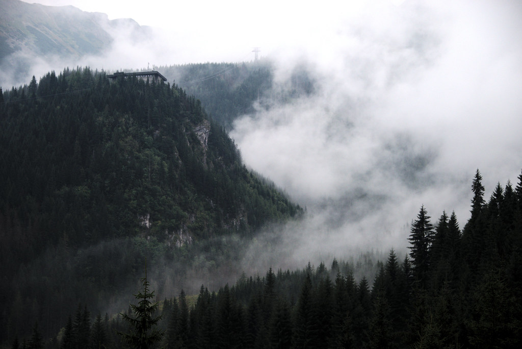 The Difference Between Real and Metaphorical Forest Breathing (Image Credits: Flickr)