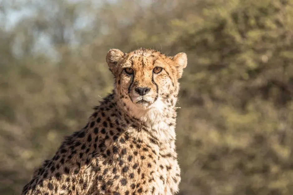 The Role of Surprise and Rarity in Memory Encoding (Image Credits: Pexels)