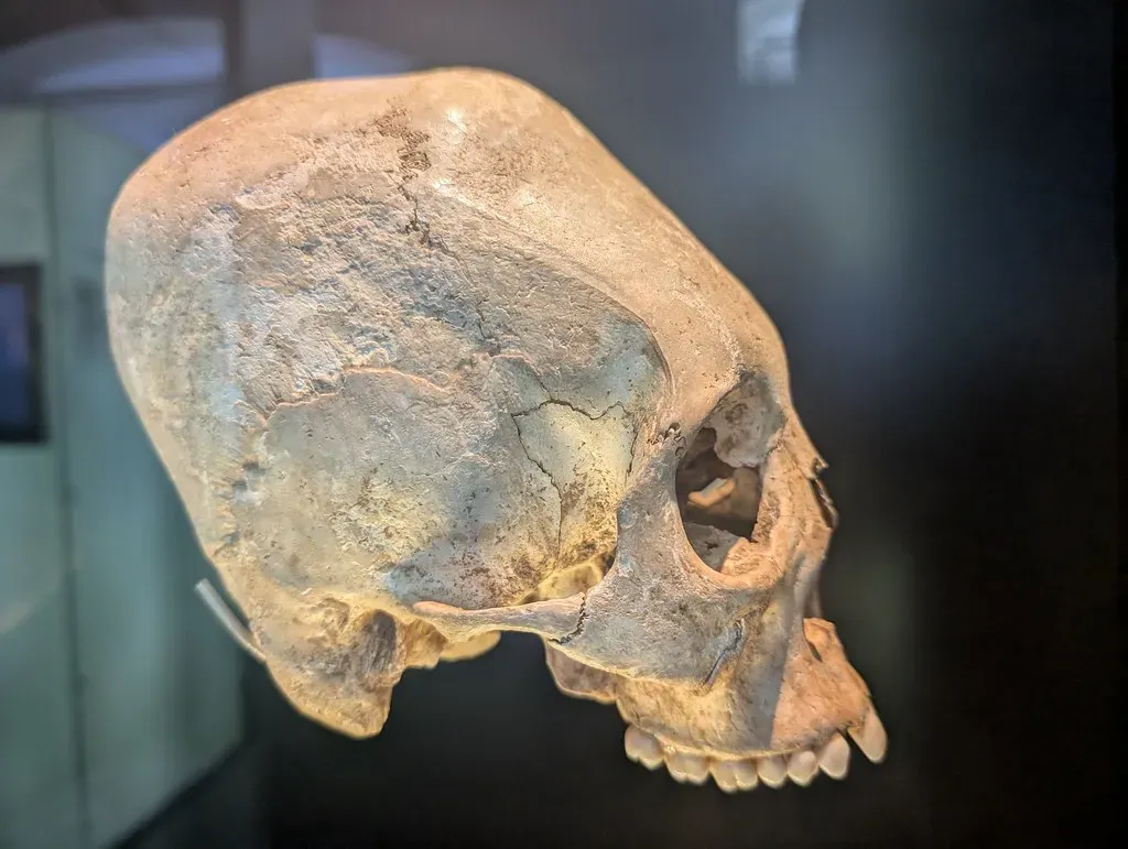 What Exactly Are These "Alien" Skulls? (gruntzooki, Flickr, CC BY-SA 2.0)