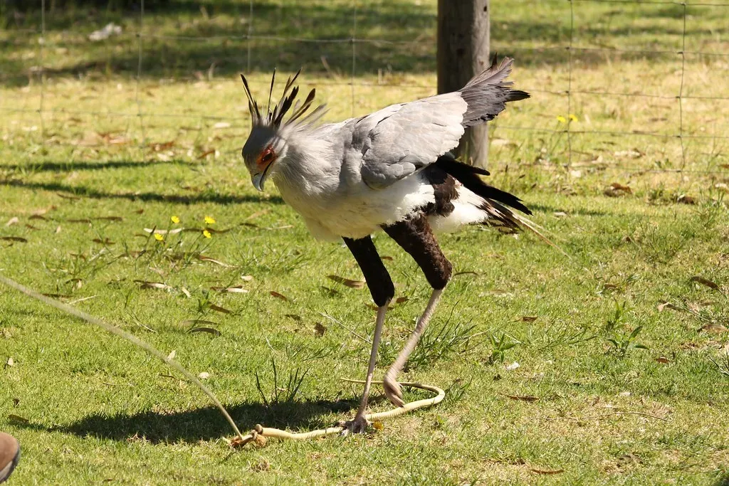7. Secretary Birds: Precision Strikers That Hunt With Their Feet (Jon Mountjoy, Flickr, CC BY 2.0)