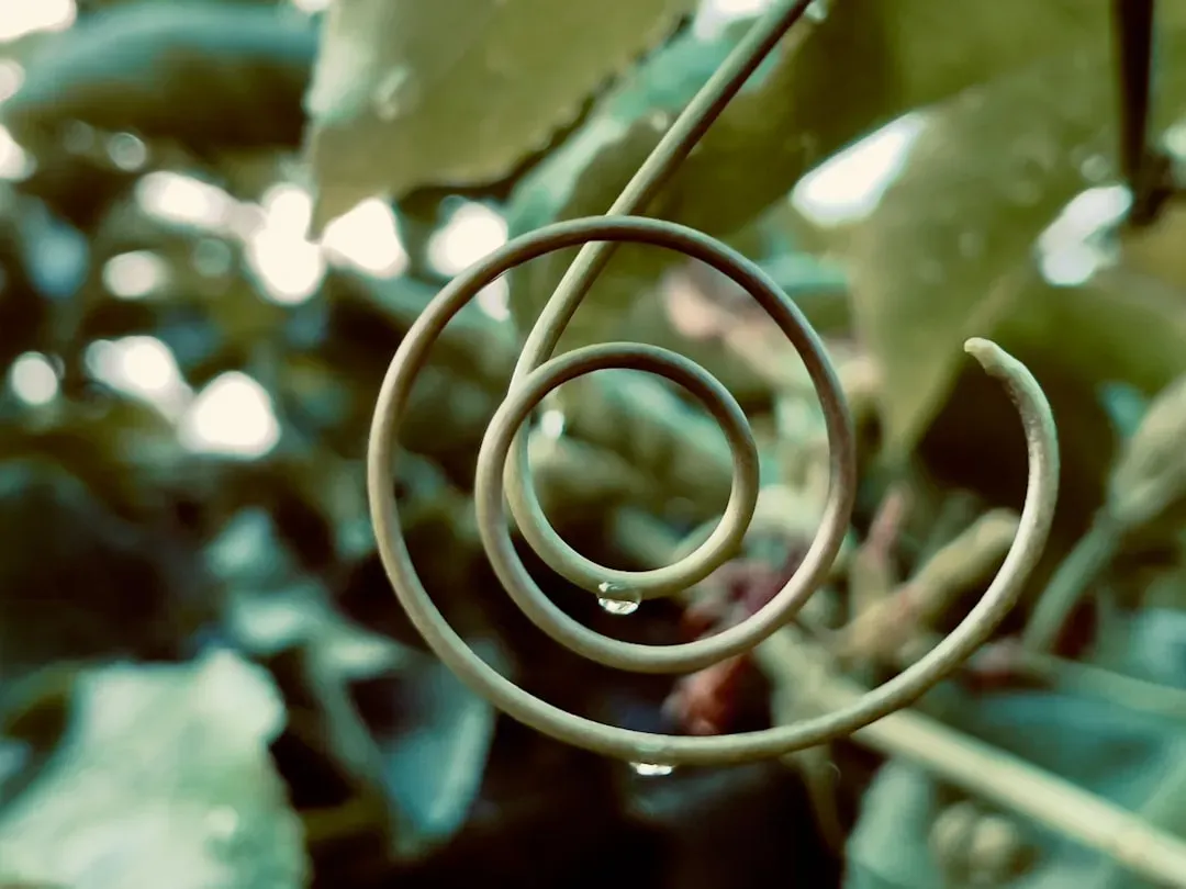 The Strange Spiral Language of Trees (Image Credits: Unsplash)