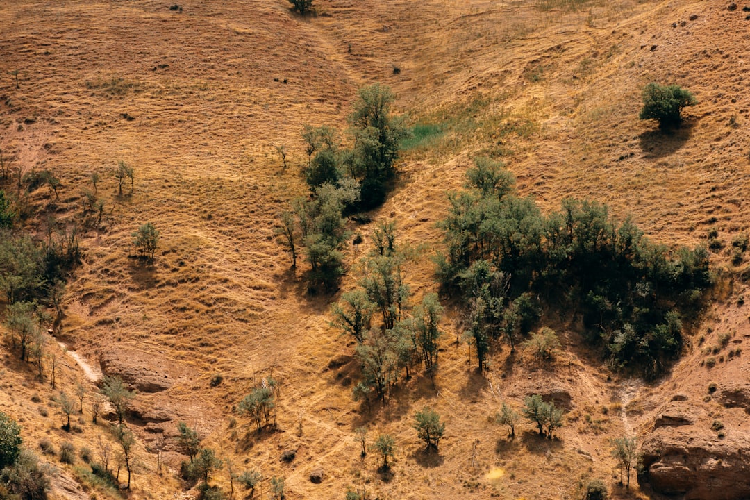 Vegetation Under Siege (Image Credits: Unsplash)