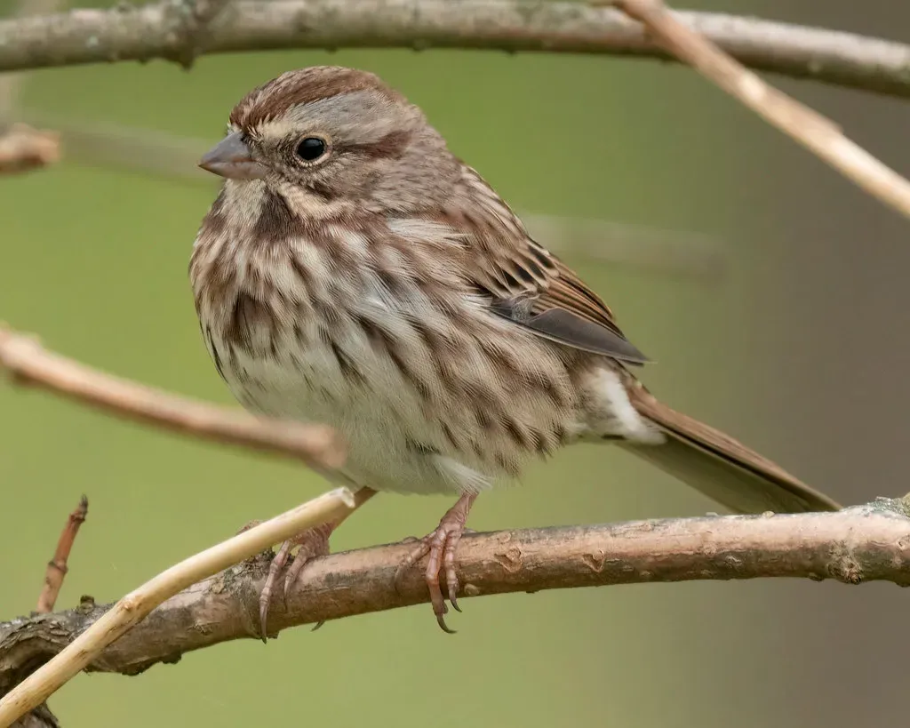 9. Song Sparrow – The Modest Poet in the Shrubs (Joe K Gage, Flickr, CC BY-SA 2.0)