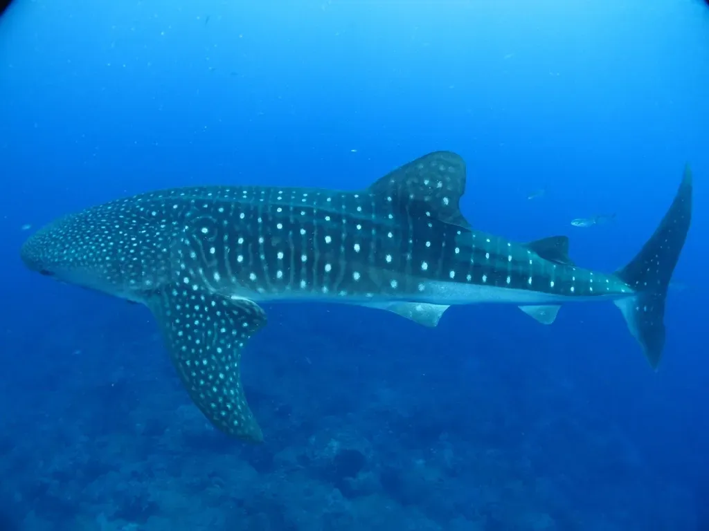 8. They Follow Invisible Food Pulses And Ocean Highways (Image Credits: Rawpixel)
