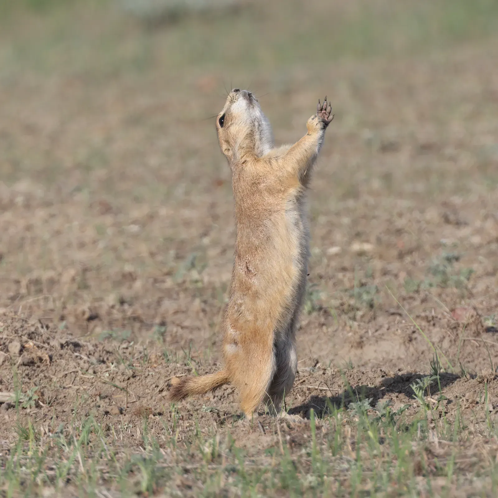 Why Detailed Alarm Calls Are A Big Evolutionary Deal (By Cephas, CC BY-SA 4.0)