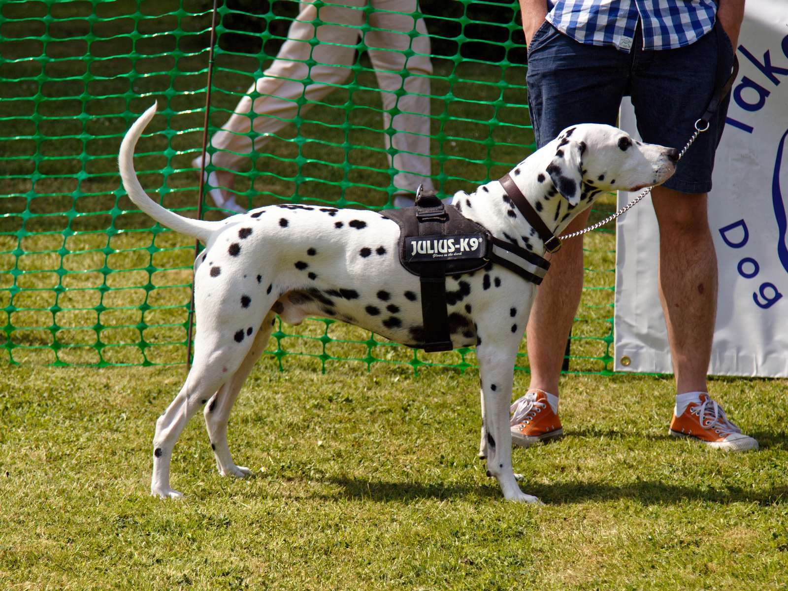Guardians at the Gate: Rottweilers, Dobermans, and Other Protection Dogs (Image Credits: Wikimedia)