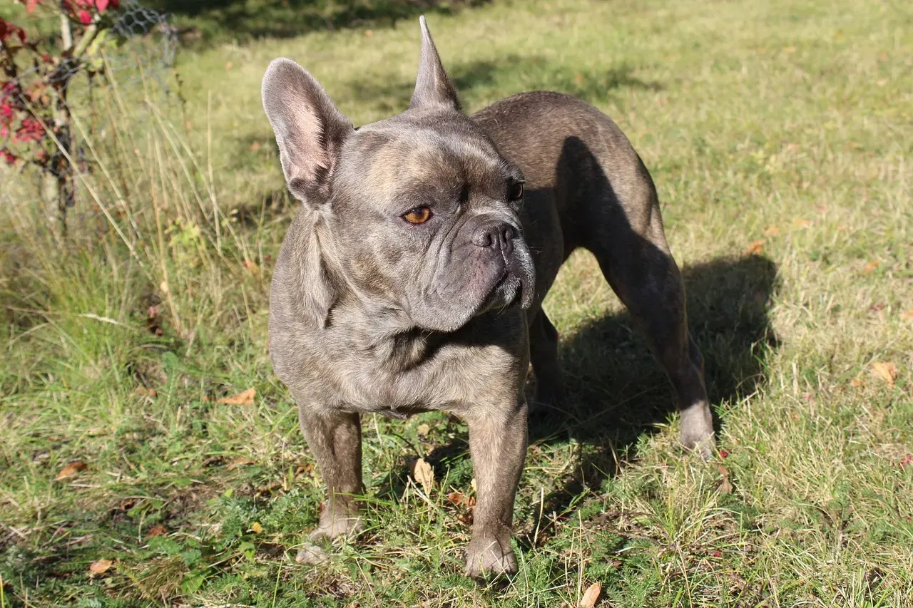 The Sophisticated Companion: French Bulldog (Image Credits: Pixabay)