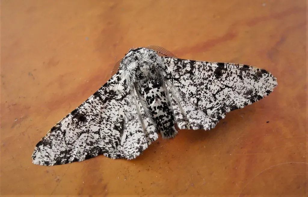 The Peppered Moth: Evolution in the Smoke (Image Credits: Flickr)