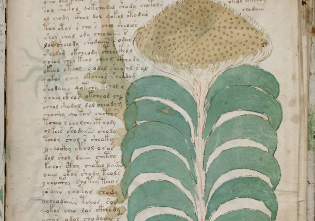 The Voynich Manuscript’s Impossible Script (Image Credits: Wikimedia)