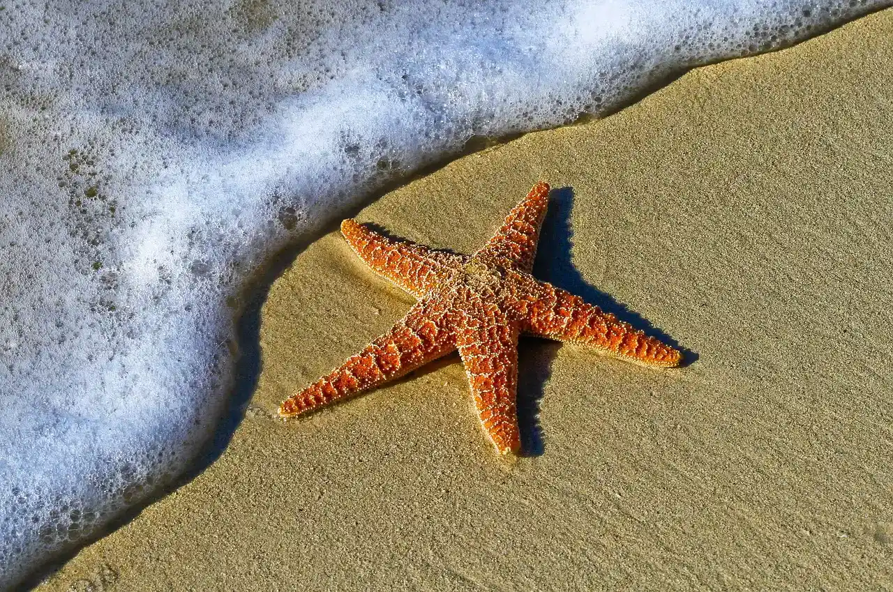 Starfish: Growing Entire Bodies from Single Arms (Image Credits: Pixabay)