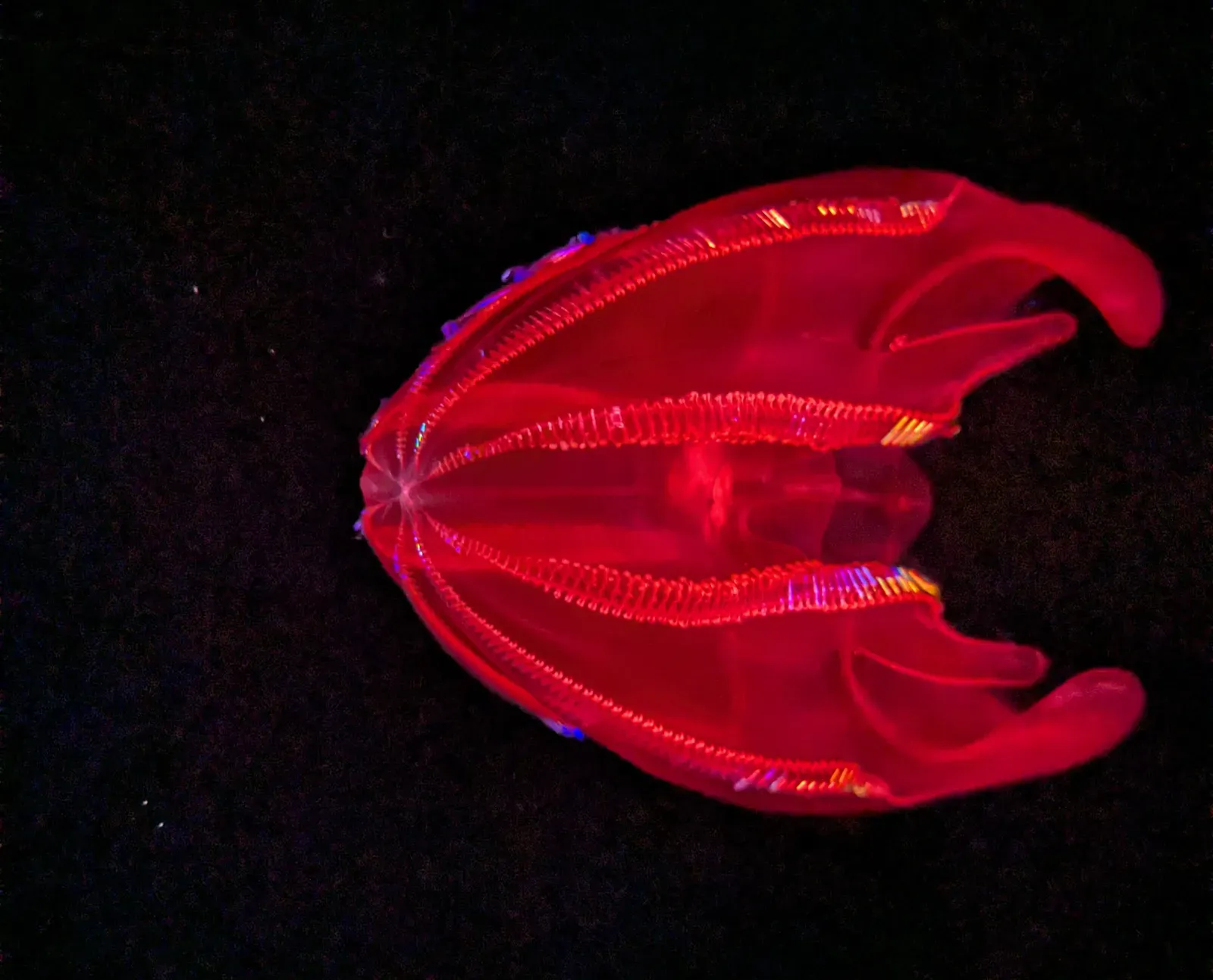 6. The Bloody‑Belly Comb Jelly: A Glowing Phantom That Hides Its Own Light (Image Credits: Wikimedia)