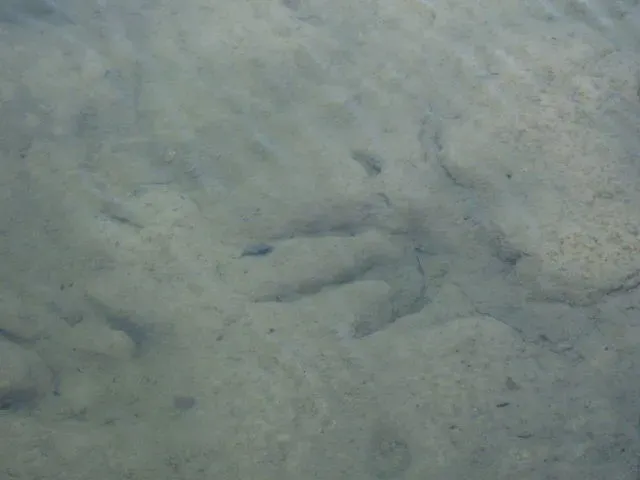 3. Human Footprints in Dinosaur Tracks: The Paluxy River Controversy (gurdonark, Flickr, CC BY 2.0)