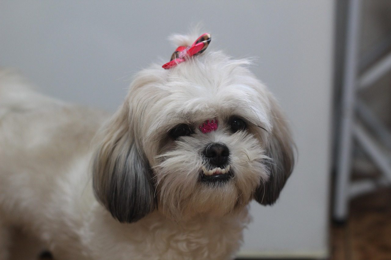 4. Shih Tzu (Image Credits: Pixabay)