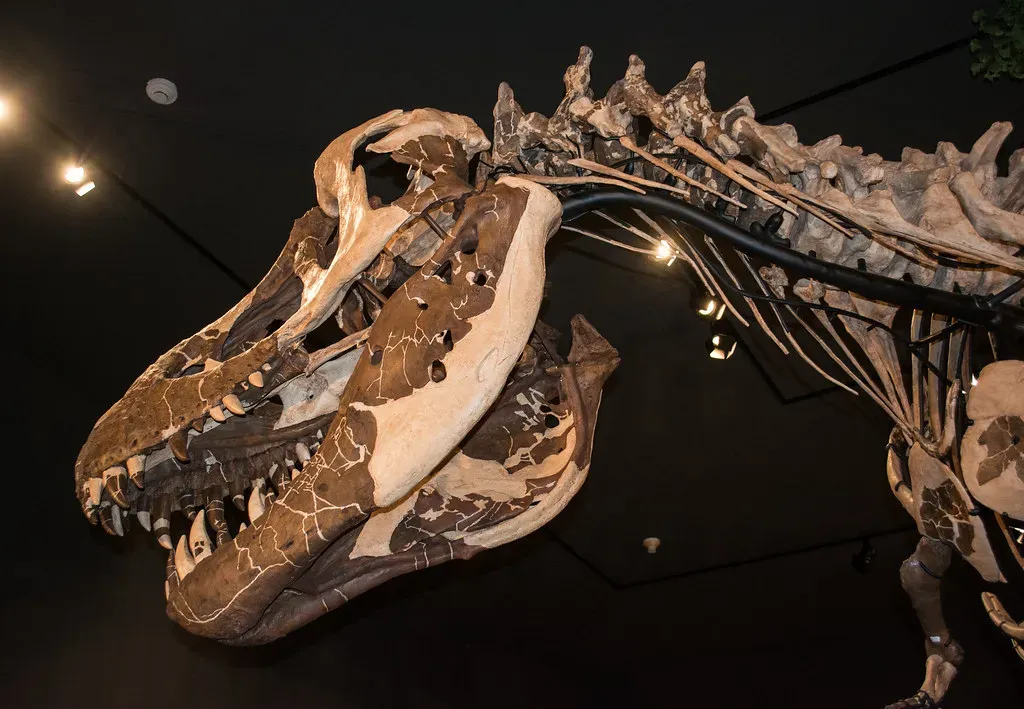 Infections, Abscesses, and Septic Arthritis in the Age of Dinosaurs (Tim Evanson, Flickr, CC BY-SA 2.0)