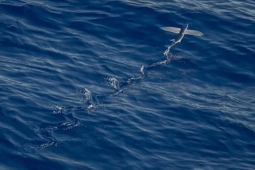 8. Flying Fish – The Gliders of Warm Offshore Waters (Image Credits: Unsplash)