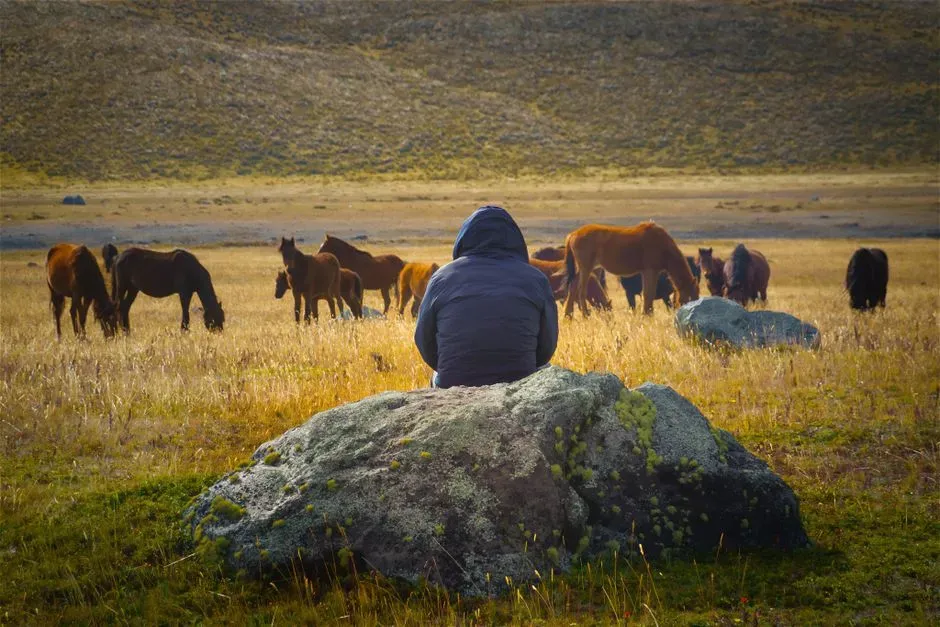 Animals as Moving Meditation: A Simple Way to Practice (Image Credits: Pexels)