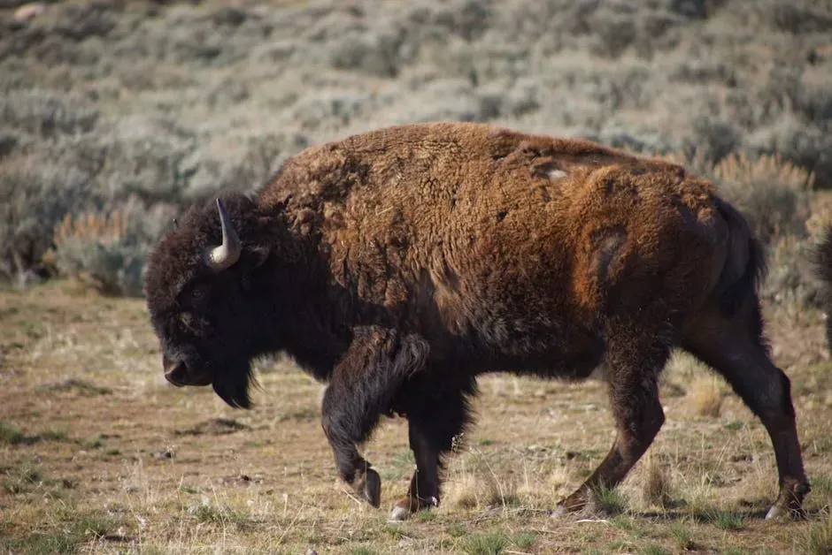 What If a Bison Actually Charges? (Image Credits: Pexels)
