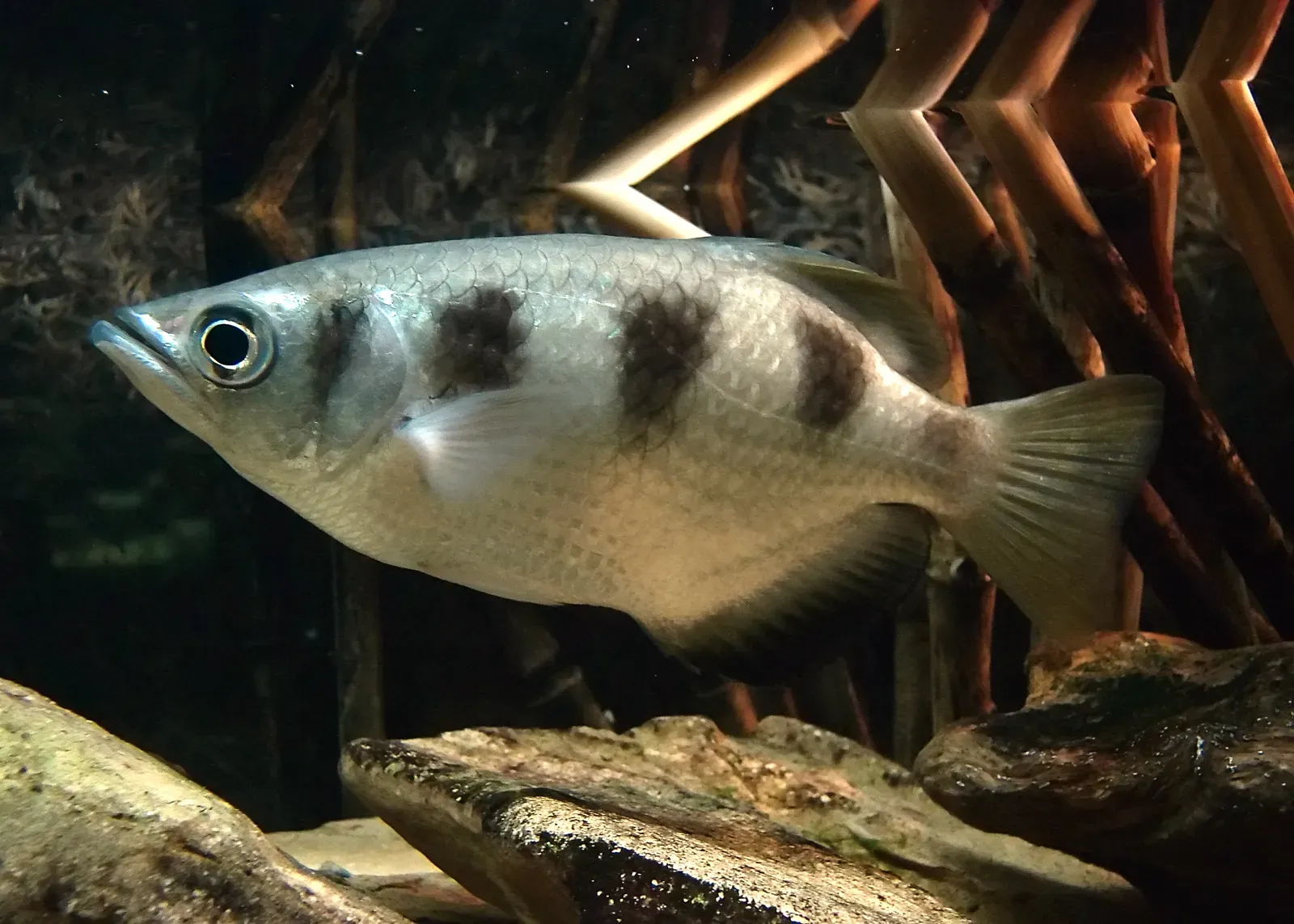 9. Archerfish: Snipers That Shoot Down Prey With Water (By Chrumps, CC BY-SA 3.0)