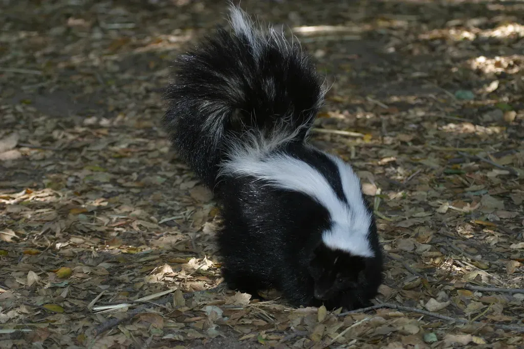Conclusion: The Skunk You Fear Is Not the Skunk That Exists (Image Credits: Flickr)