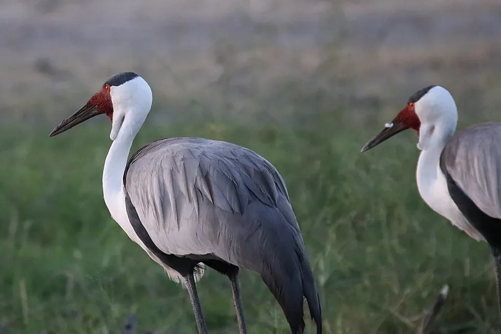Wattled Crane – Africa’s Heavyweight Wetland Specialist (paslotte, Flickr, CC BY-SA 2.0)