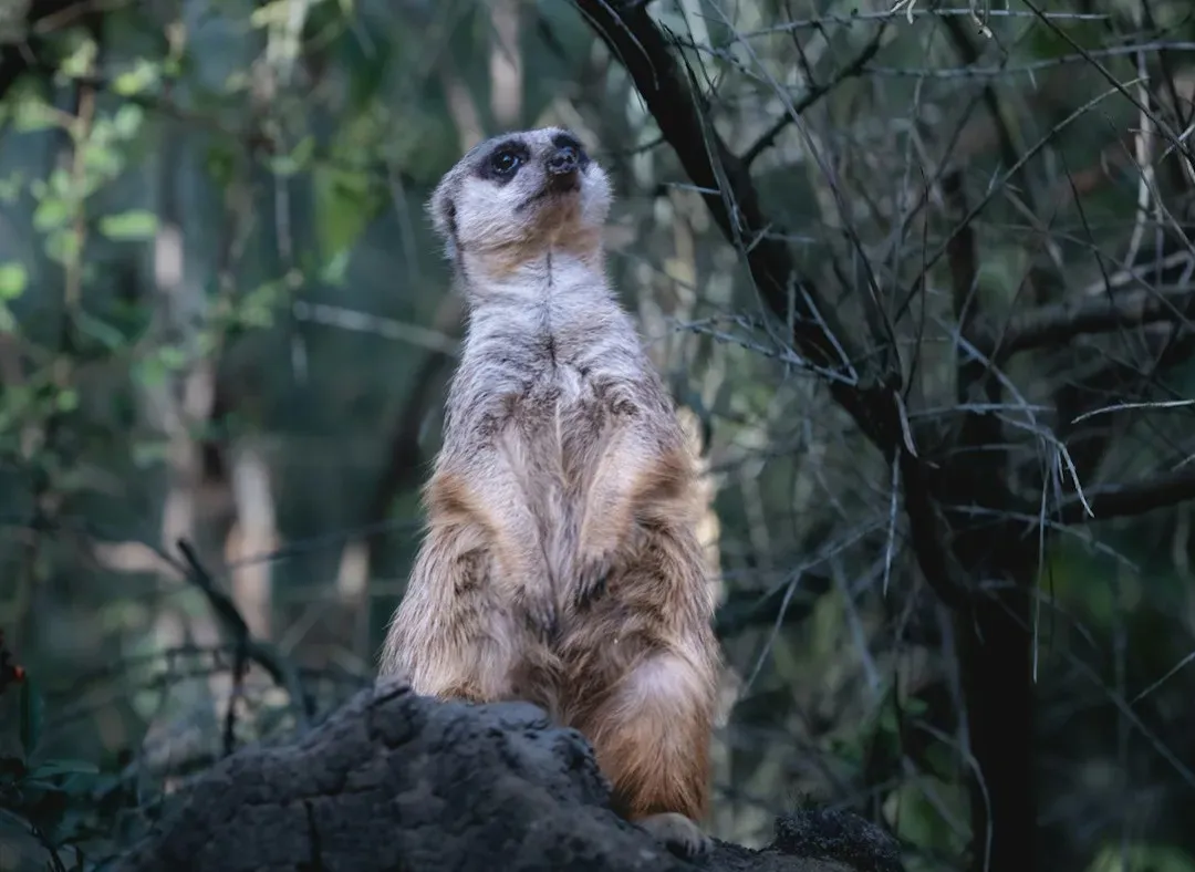 Can Animal Behavior Help Build Early Warning Systems? (Image Credits: Unsplash)