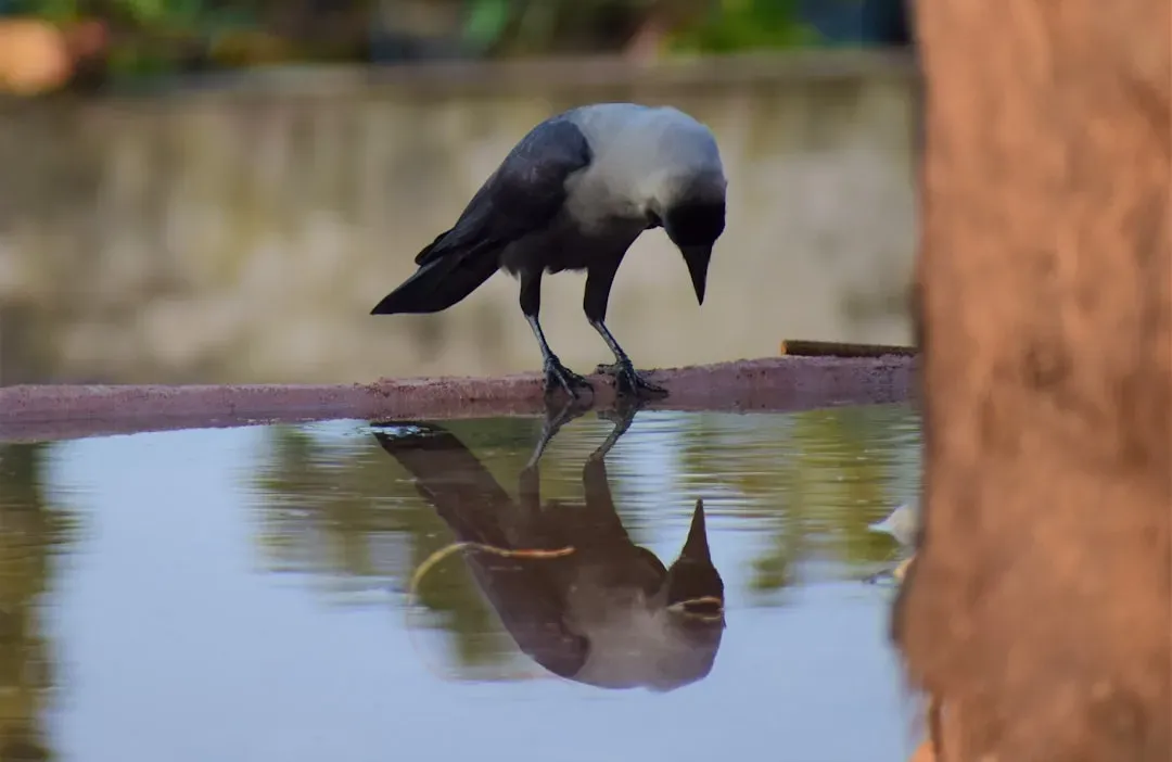 You Share a Key Test of Self-Awareness With a Crow (Image Credits: Unsplash)