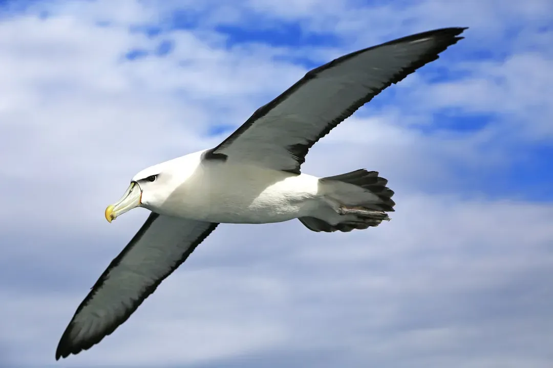 9. Albatross – Master Of The Endless Glide (Image Credits: Unsplash)