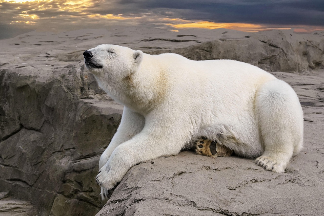 Polar Bears Attempt Multiple Strategies with Limited Success (Image Credits: Pixabay)
