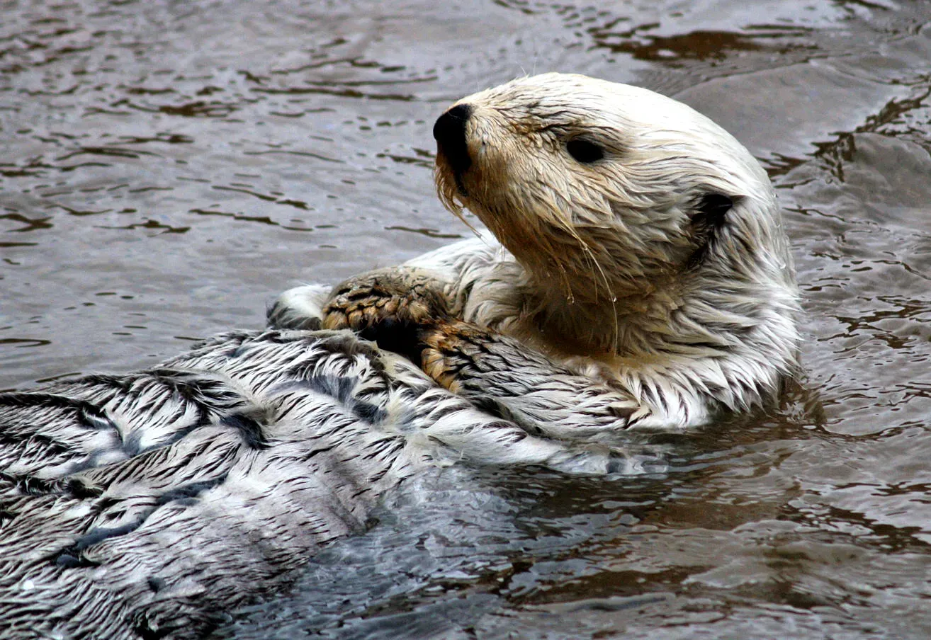 Cancer – You Are the Alaskan Sea Otter (By Mrkoww, CC BY-SA 3.0)
