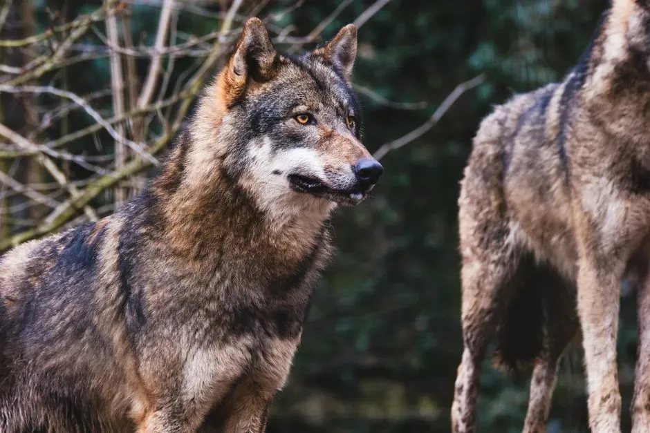 Why The Old “Alpha Wolf” Story Got Wolves Wrong (Image Credits: Pexels)