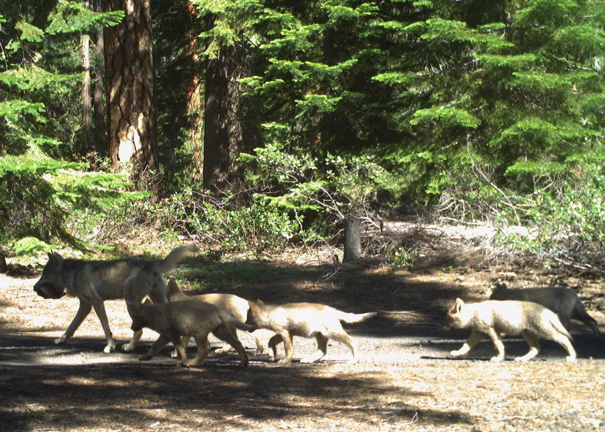 Klamath County's Wolf Explosion (Image Credits: Wikimedia)