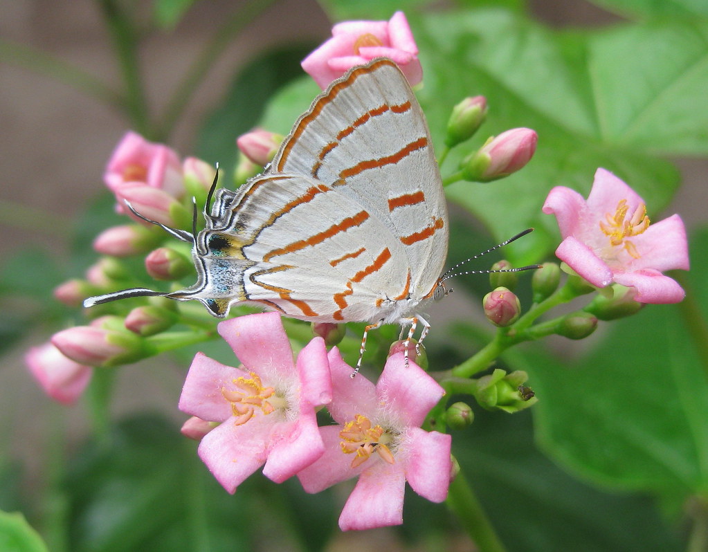 The Future of Natural Hybrids (Image Credits: Flickr)