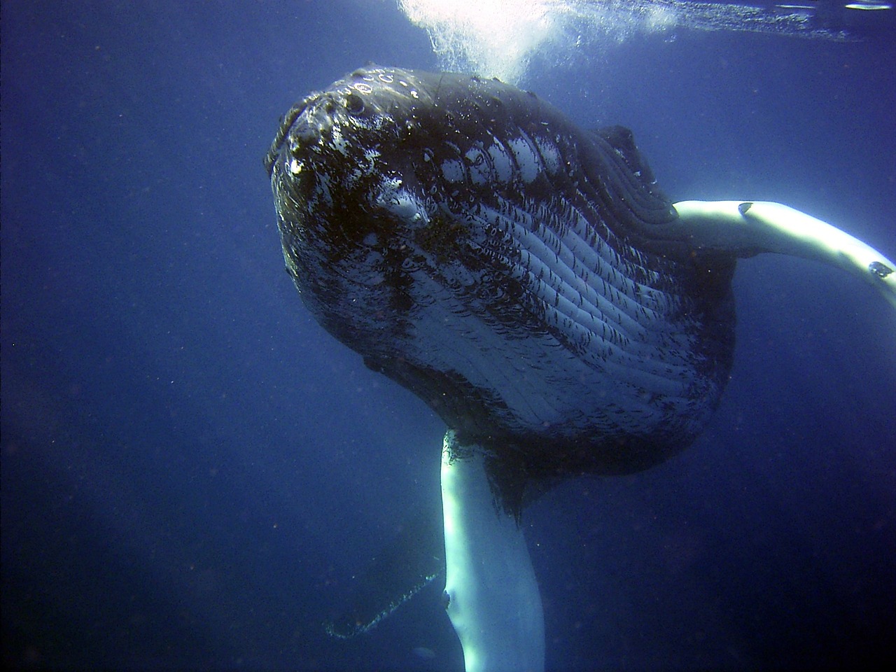 The Wise Whale's Guidance (Image Credits: Pixabay)