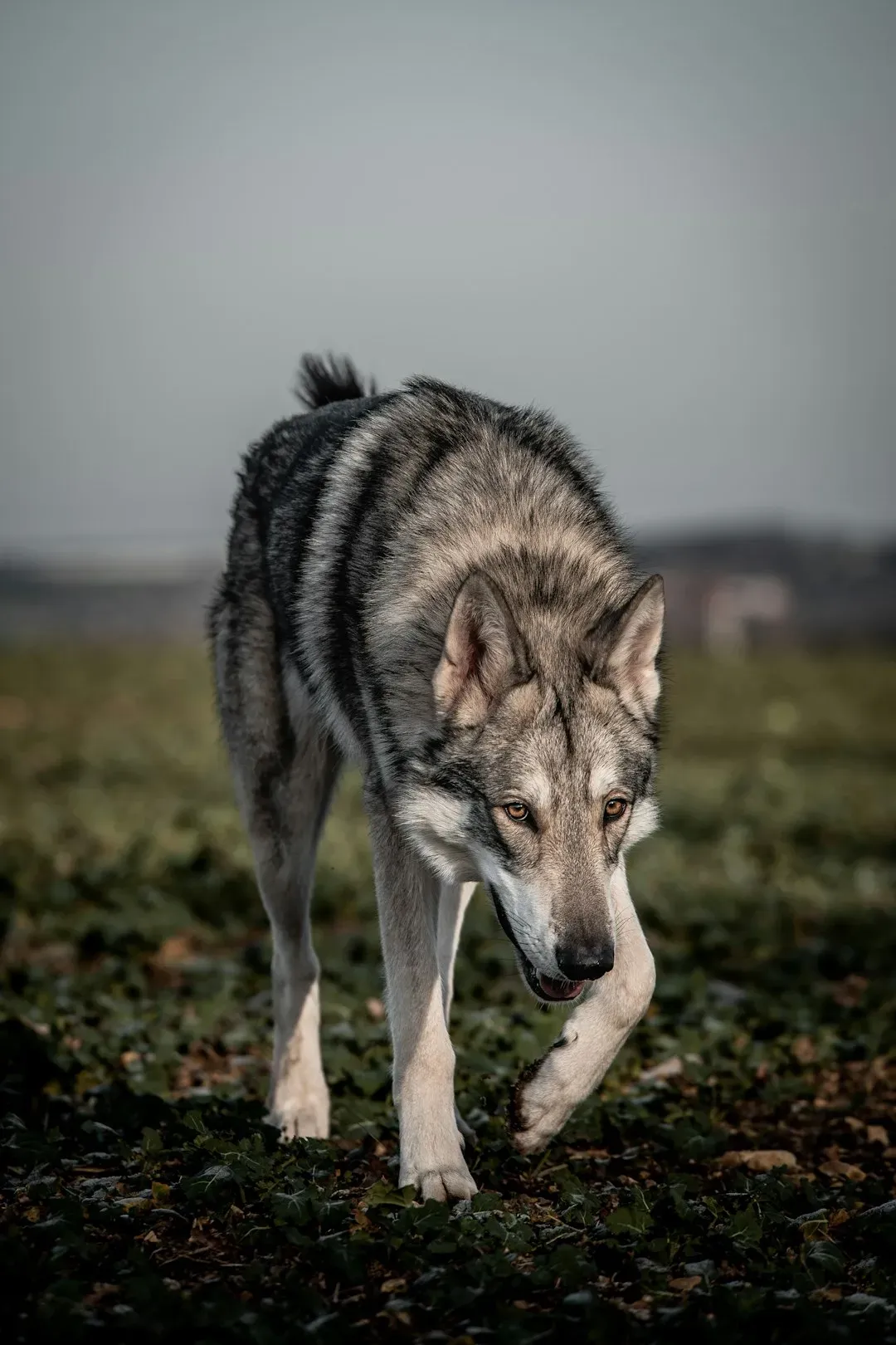 The Hidden Clues: What Wolves Represent, Not Just What They Do (Image Credits: Unsplash)