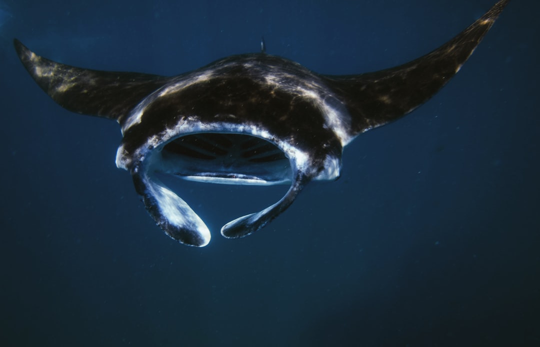 Aquarius and Pisces: The Orca and the Manta Ray (Image Credits: Unsplash)