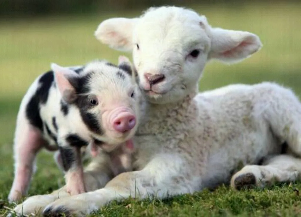 Beyond pets: farms, therapy animals, and everyday wildlife (Image Credits: Flickr)