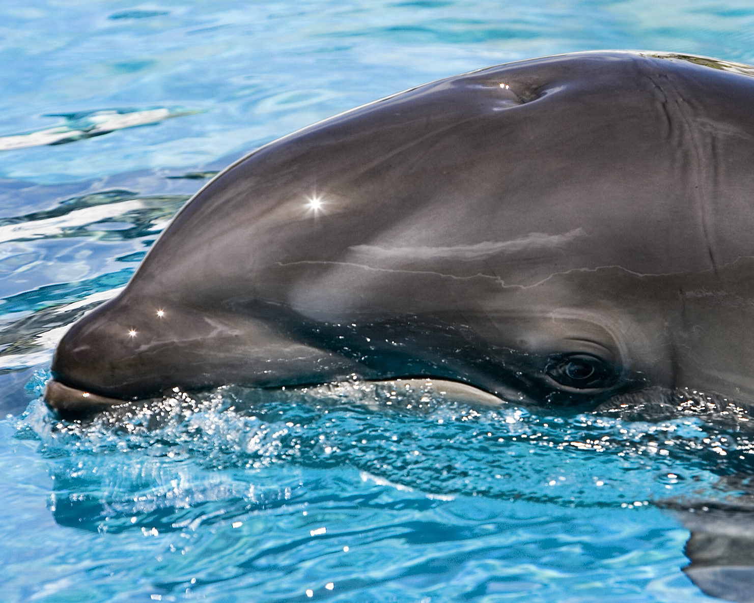 Wholphins - The Ocean's Most Unlikely Romance (Image Credits: Wikimedia)