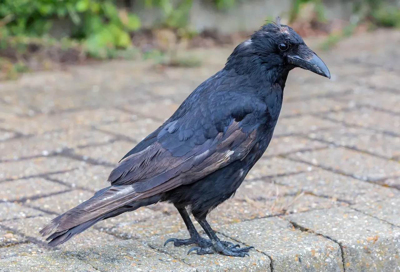 The Surprising Science Behind Crow–Human Recognition (Image Credits: Pixabay)