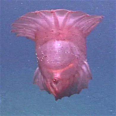 #9 The Singular Deep-Sea Jelly with Mysterious Tentacles (By Image courtesy of Expedition to the Deep Slope 2007., Public domain)