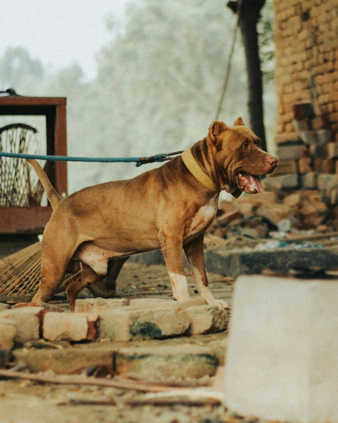 Inside the “Impossible” Breeds: Shared Patterns, Not Simple Stereotypes (Image Credits: Unsplash)