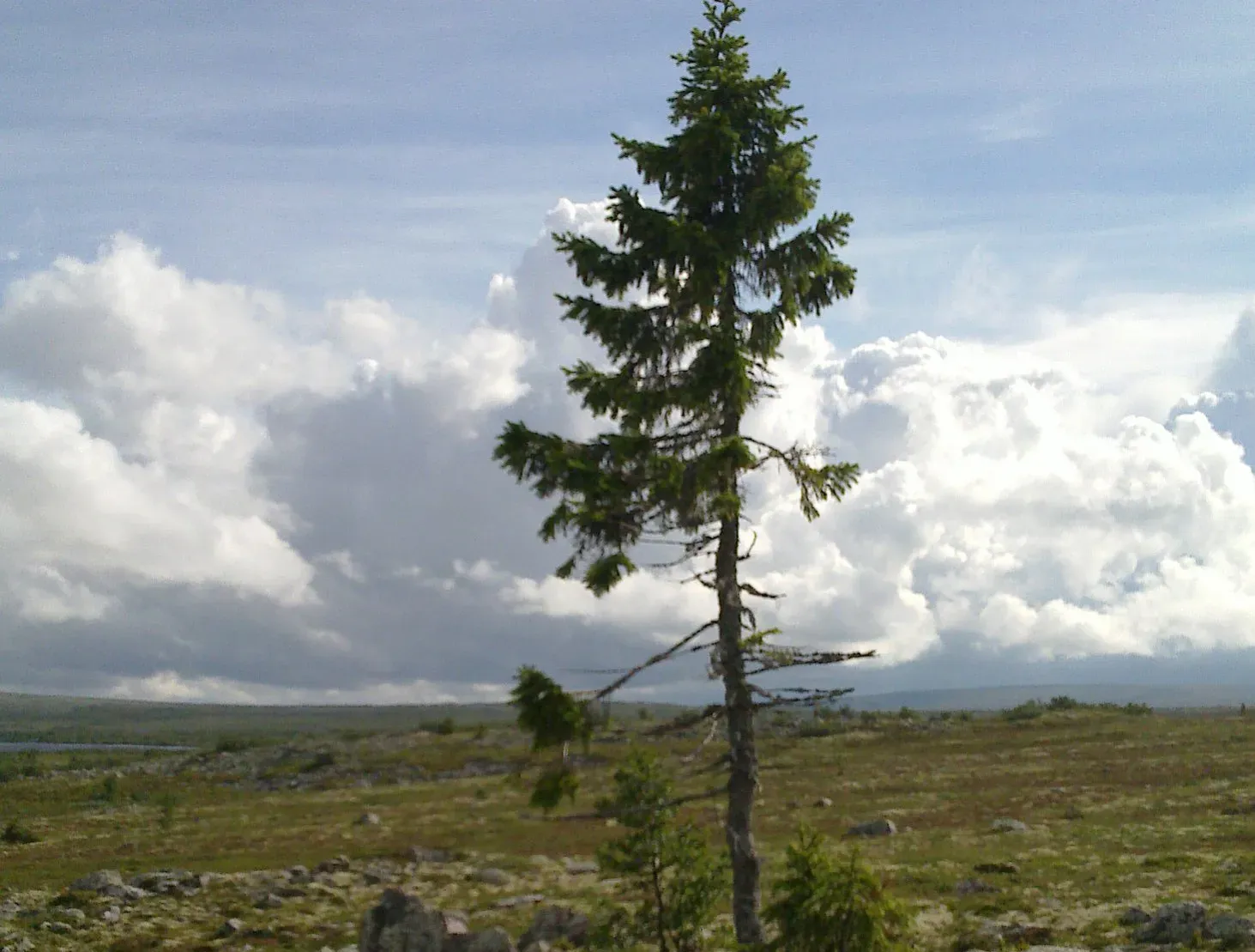 Old Tjikko and the Spruce That Refuses to Die (Image Credits: Wikimedia)