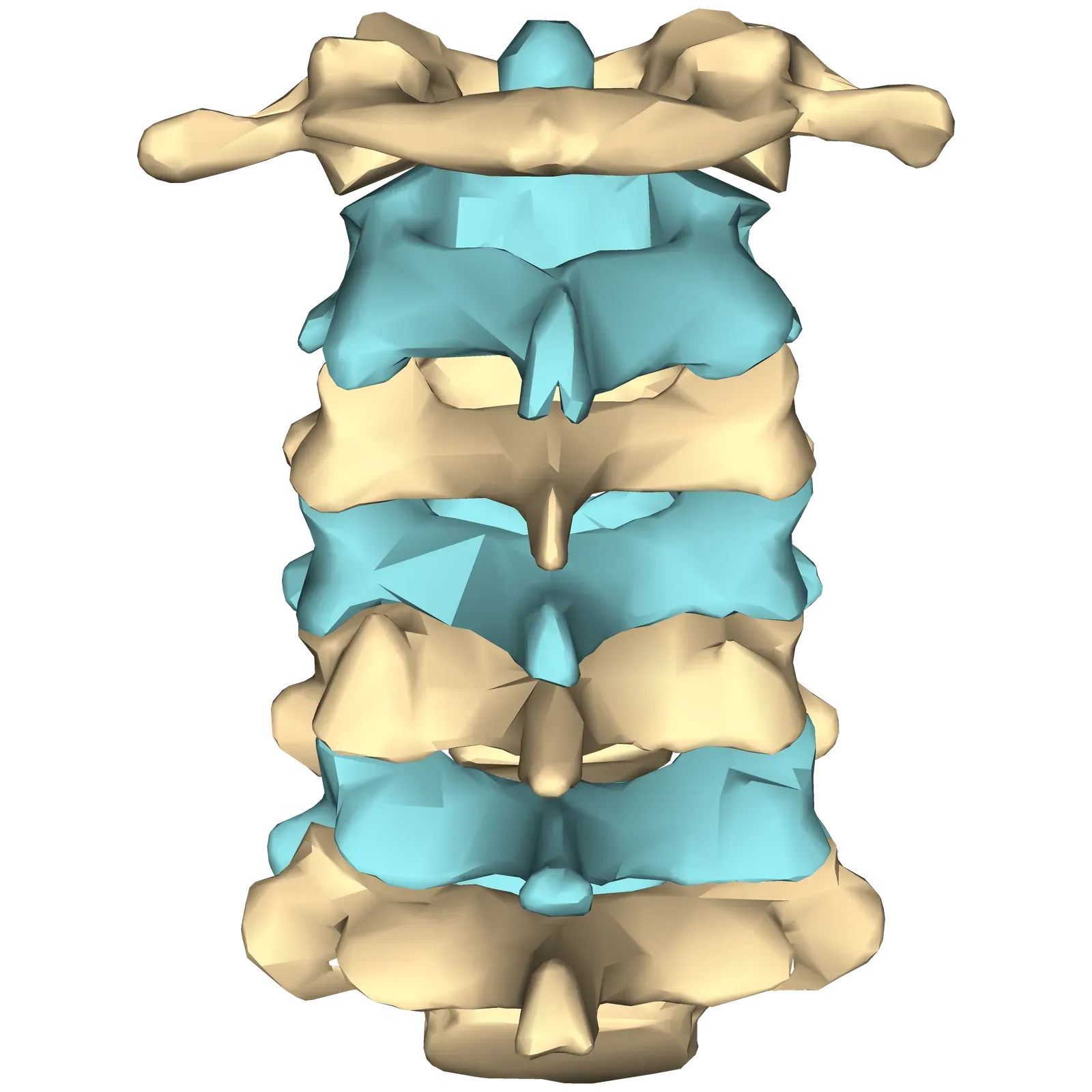 #8 - Schmorl's Nodes Reveal a Life of Carrying, Not Just Walking (en:Anatomography (setting page of this image), CC BY-SA 2.1 jp)