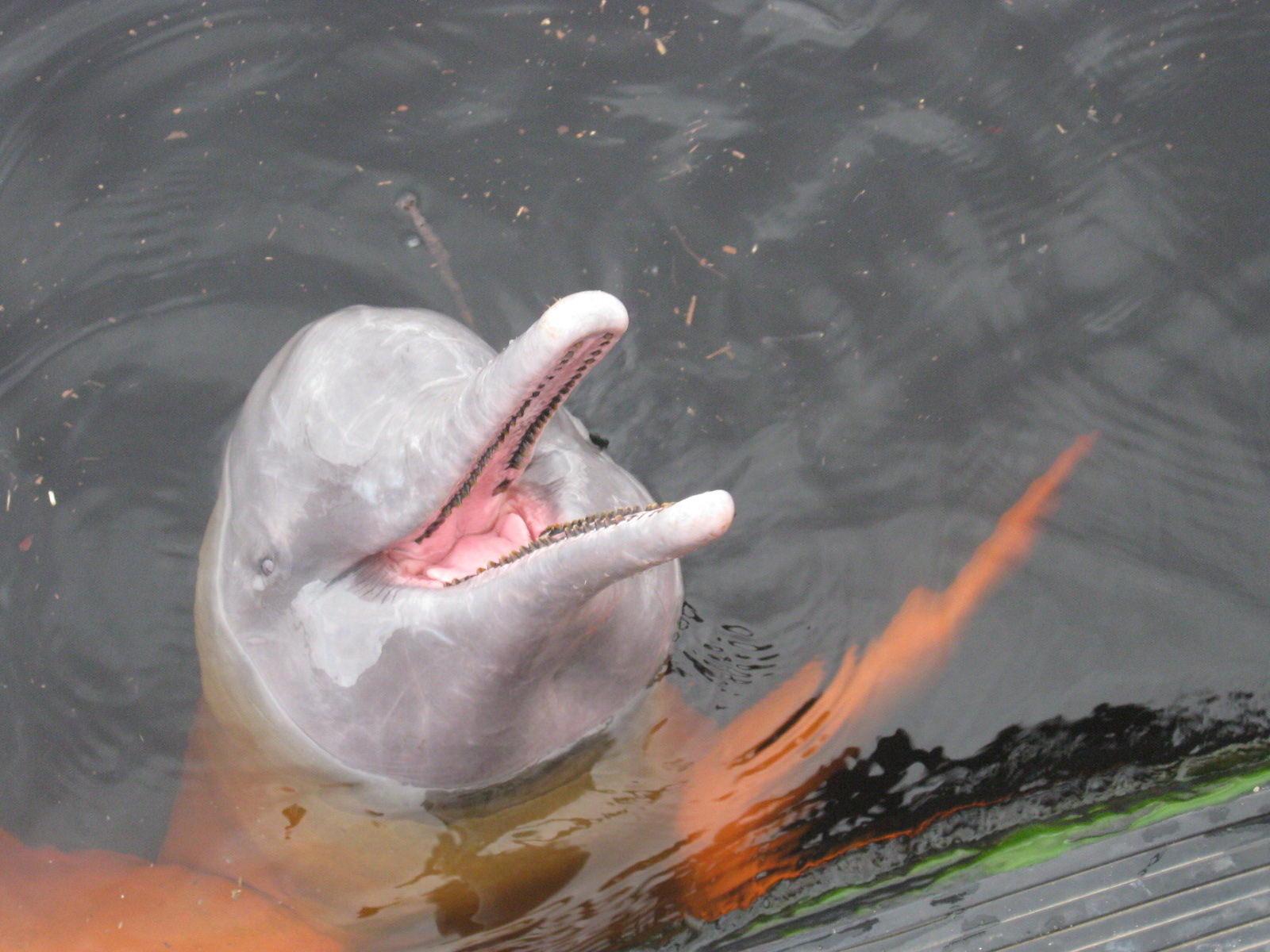 Conservation and Protection Efforts (Image Credits: Wikimedia)