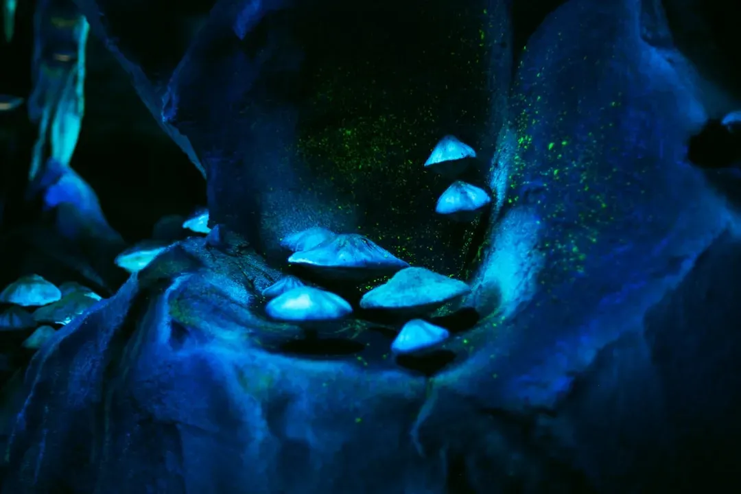 Bioluminescent Life on Rock Faces: The Living Glow (Image Credits: Unsplash)
