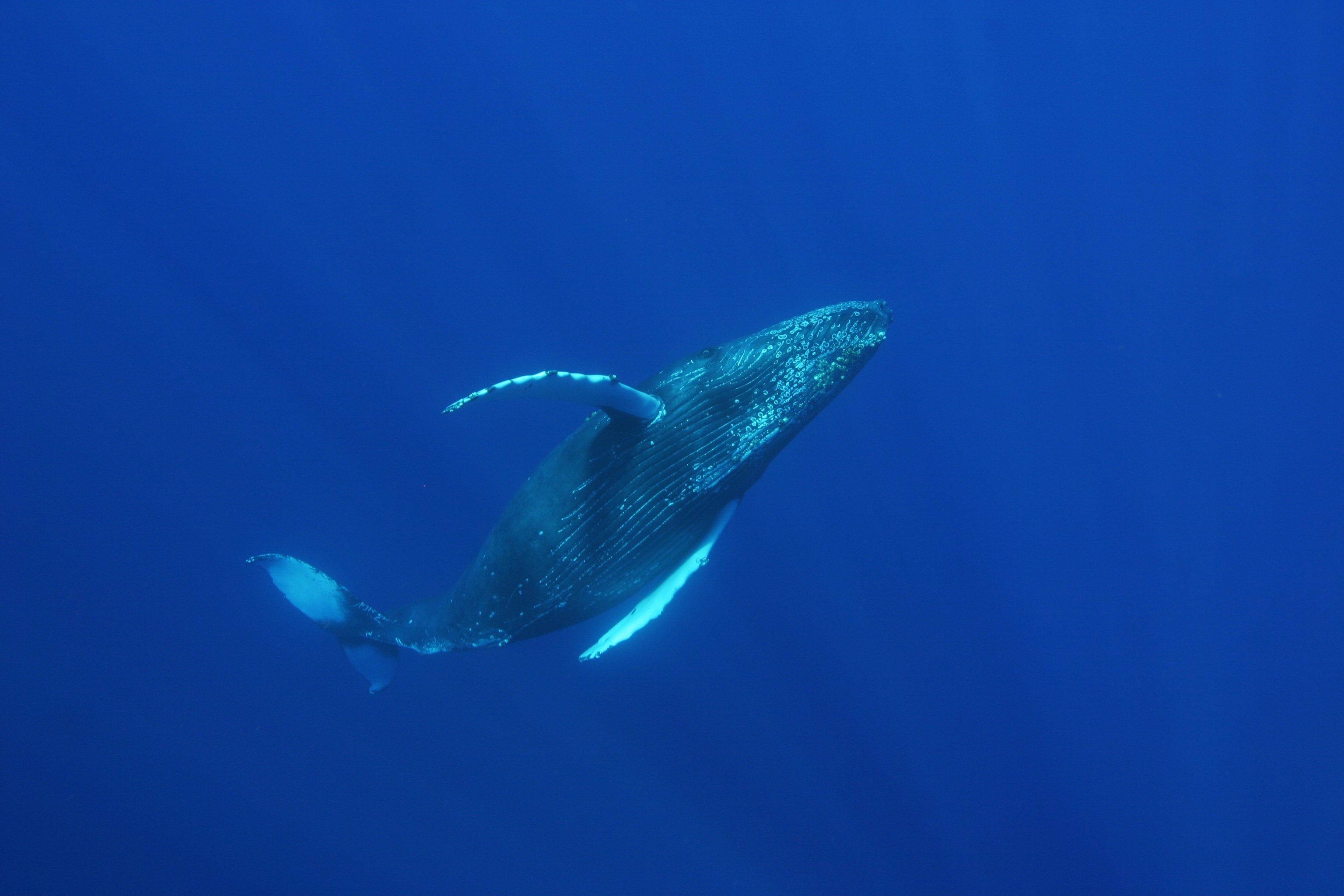 Sagittarius (November 22 - December 21): The Humpback Whale (Image Credits: Wikimedia)
