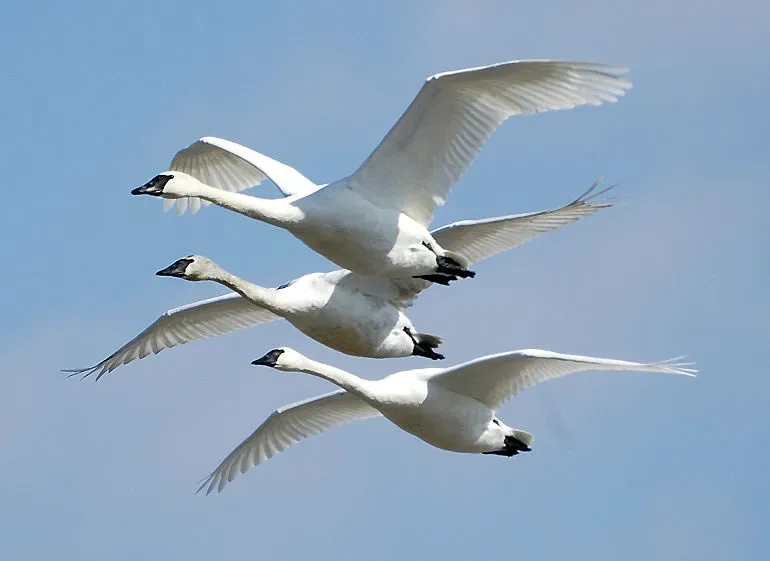 Bird Navigation and the Quantum Compass (Trumpeter Swans at the Riverlands Migratory Bird SanctuaryUploaded by Snowmanradio, CC BY 2.0)