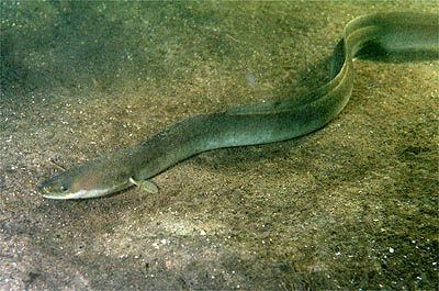 European Eels and the Sargasso Sea Enigma (Image Credits: Wikimedia)