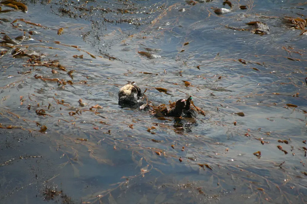 6. Sea otters make kelp forests more resilient to environmental change (twoshortplanks, Flickr, CC BY-SA 2.0)