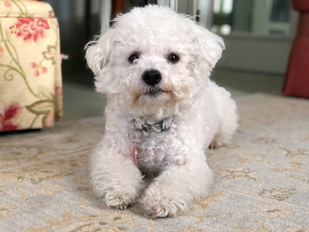 7. Bichon Frise (Image Credits: Unsplash)